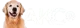 AKC TV Puppies logo